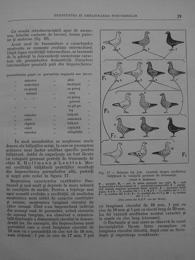 cresterea porumbeilor-peterfi 035 - cresterea porumbeilor stefan peterfi