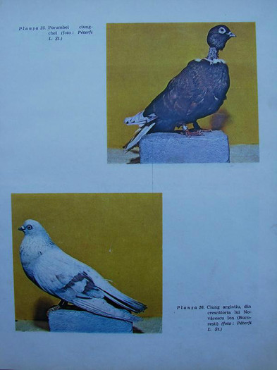 cresterea porumbeilor-peterfi 283