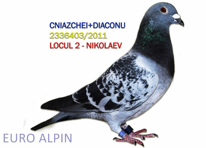 LOC 2 FINALA NIKOLAEV  COLUMBODROM  ALPIN; fiu din el a ocupat loc 14 finala 440 km columbodrom kascadoru 2012
