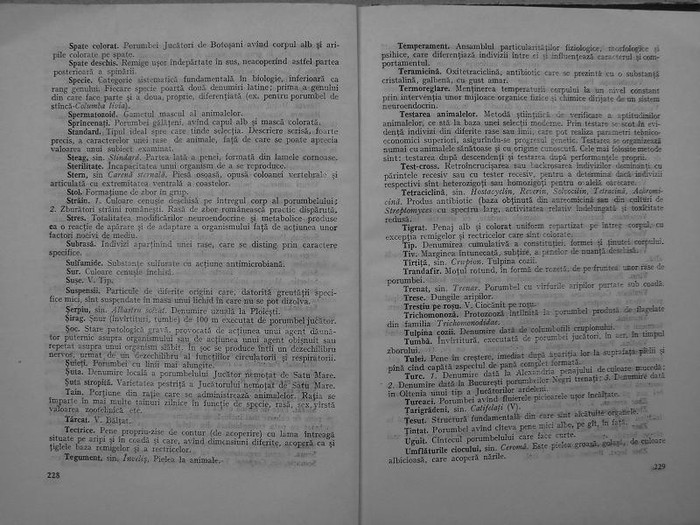 rasele de porumbei din romania -bonatiu 120 - rasele de porumbei din romania feliciu bonatiu