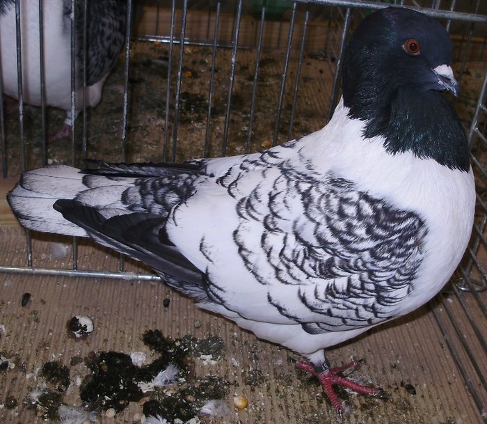 0023 Strasser D 10 - 01 porumbei de forma