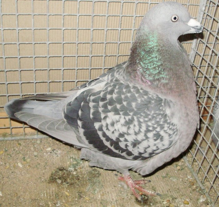 0029 Genuine homer GB