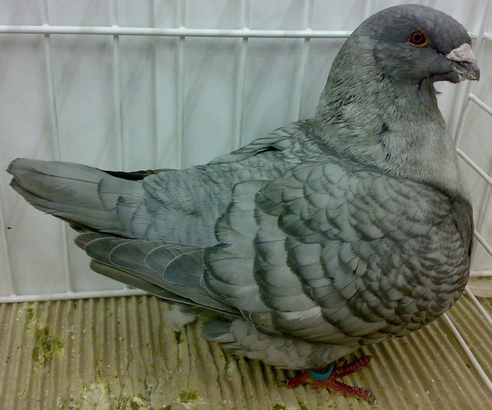 0030 Urias american ESKT 10