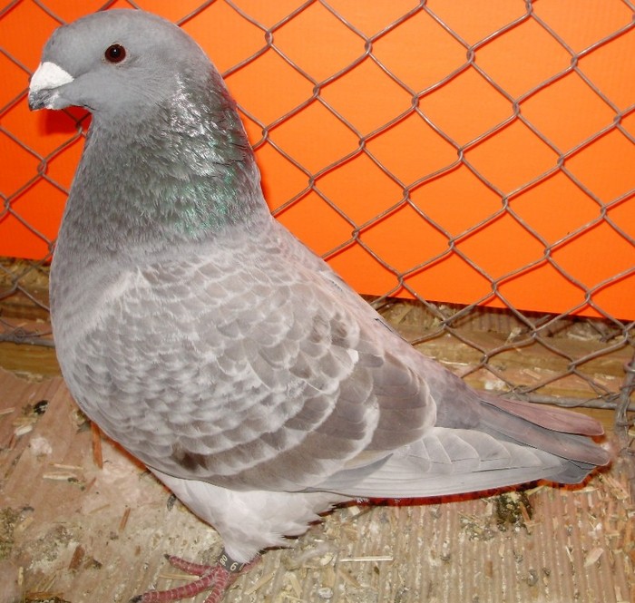 0031 Show racer ESKT 09 - 01 porumbei de forma