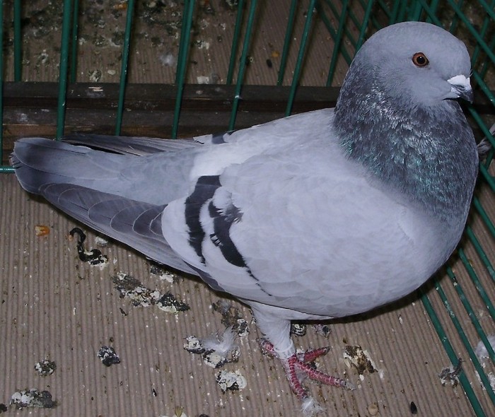 0035 Voiajor de frumusete de Liege B 08