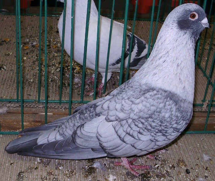 0044 Swift sirian GB 08