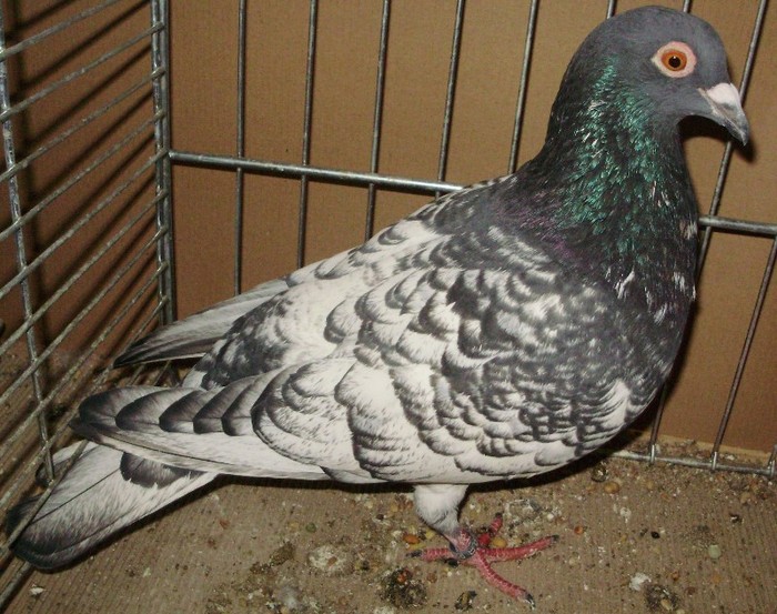 0047 Cap negru de Brive F 10