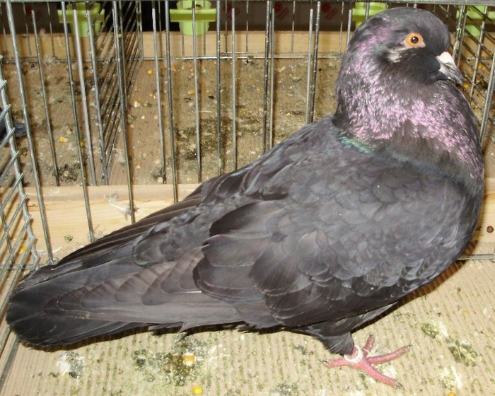 0048 Urias de Piestanau SK 08