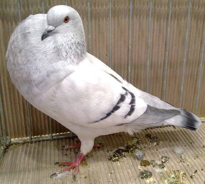 0325 Gusat ceh de gheata CZ x