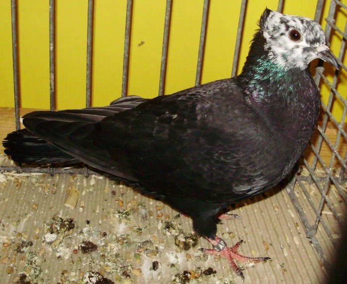 0413 Cap pestrit de Berna CH 08 - 05 porumbei de culoare