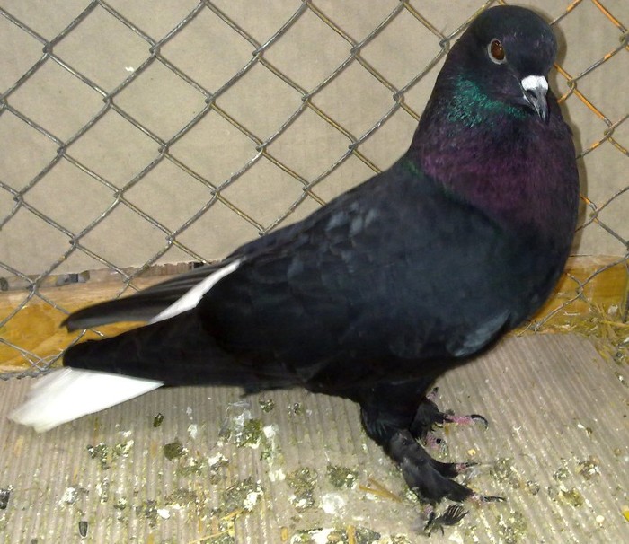 0430 Codalb de Zurrich CH 08