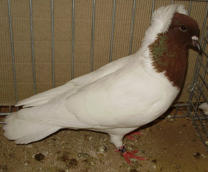 0440 Piept colorat Germania de sud D08 10