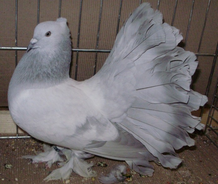 0607 Voltat indian ESKT 10