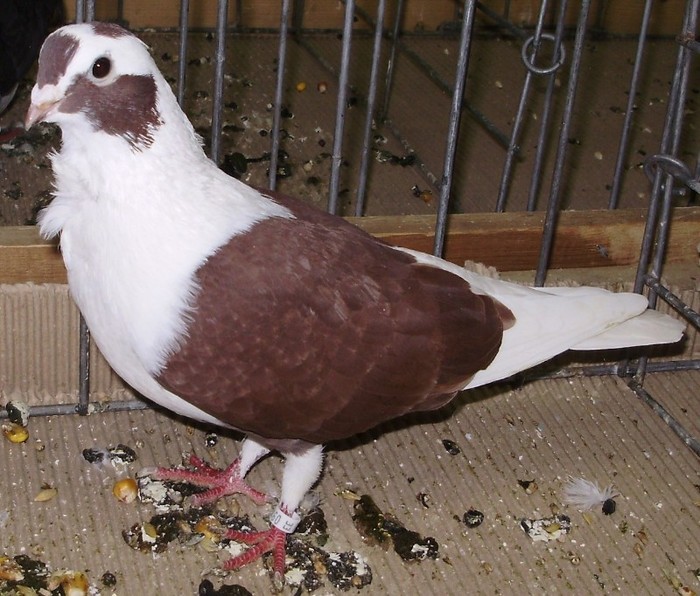 0725 Pescarus Barbarisi SYR D 07