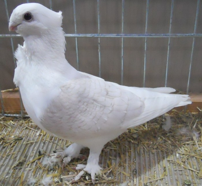 0726 Vechi pescarus oriental D 08 08