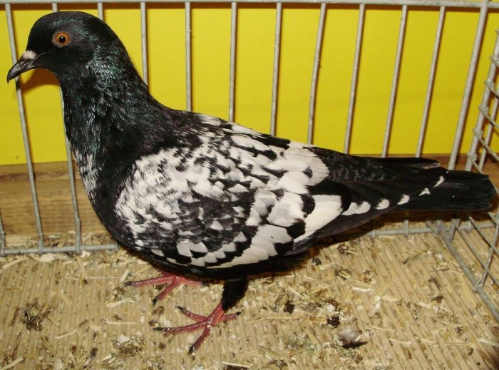 0405 Porumbel graur D 07 - 5a porumbei de culoare