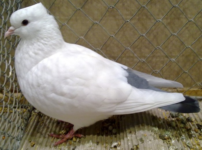 0429 Coada colorata de Wiggertal CH 08 - 5a porumbei de culoare