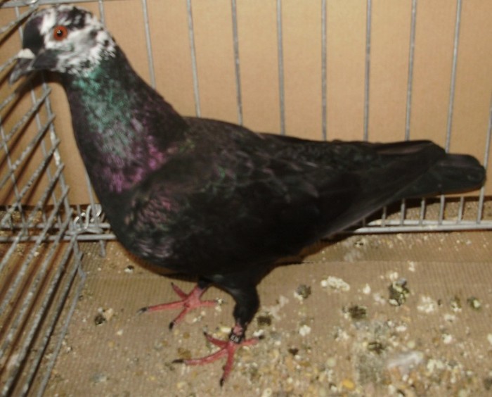0433 Cap pestrit din Germania de sud D x - 5a porumbei de culoare