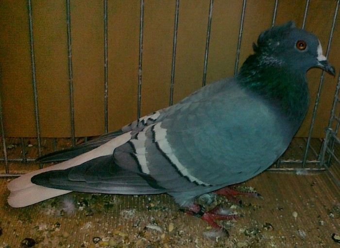 0434 Coada alba Germania de sud D 08 - 5a porumbei de culoare