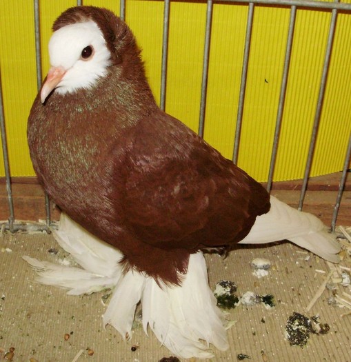 0436 Calugar Germania de sud incaltat D 10