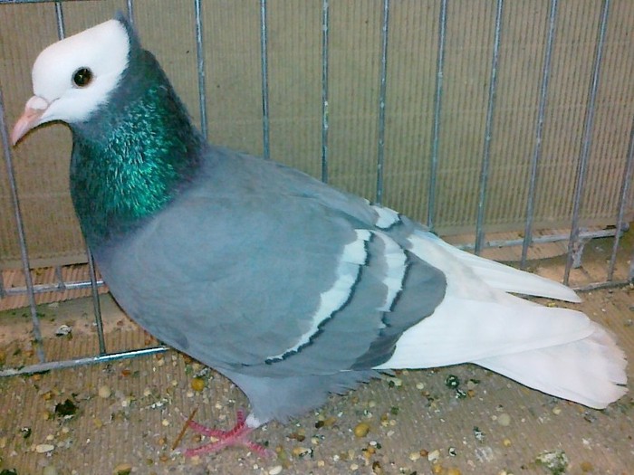 0437 Calugar Germania de sud neincaltat D 08