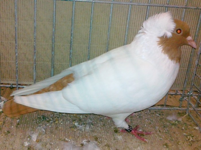 0439 Cap maur Germania de sud D 08