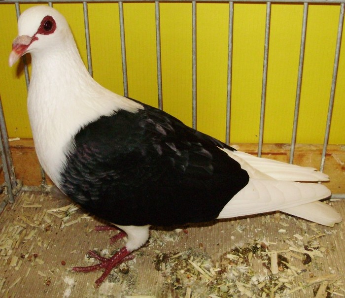 0449 Capacit franconian D 08