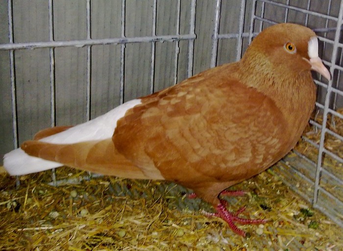 0452 Coada alba Turingia D 08