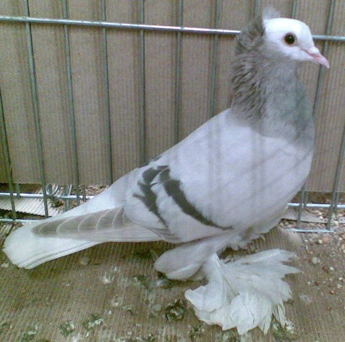 0454 Cap alb Turingia D 10