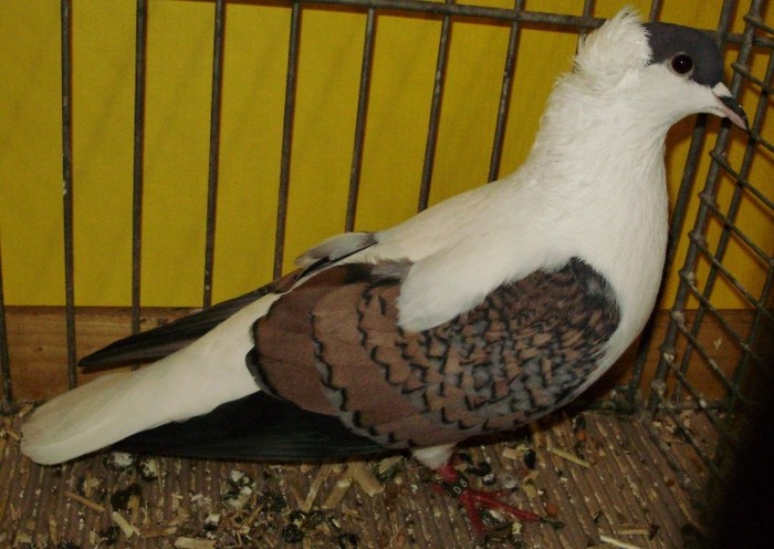 0456 Randunica de Turingia D 08