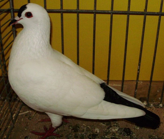 0460 Spot colorat Turingia D 08