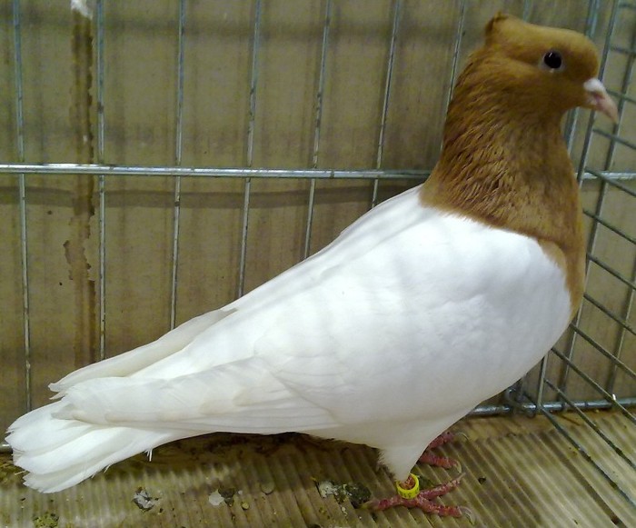 0461 Piept colorat Turingia D 08