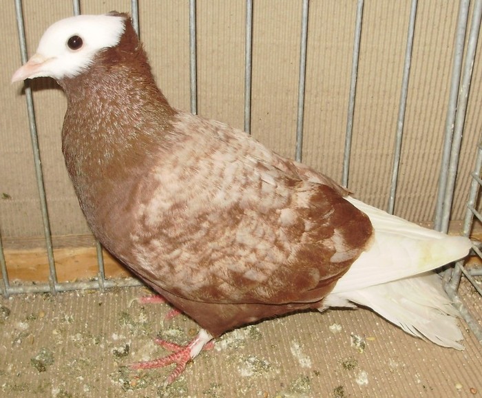 0462 Calugar de Turingia D 07