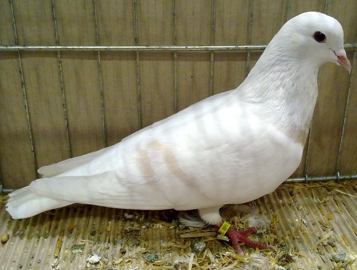 0463 Porumbel luna Turingia D 08