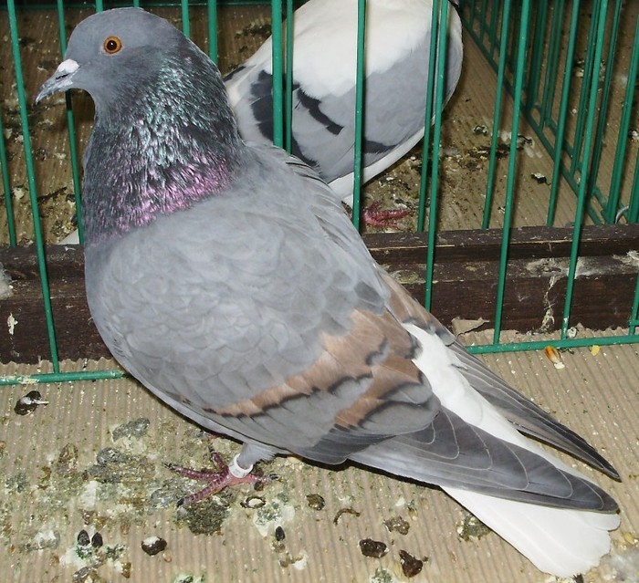 0464 Codalb austriac A 11