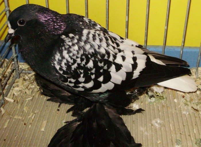 0465 Coada alba Saxonia D 11