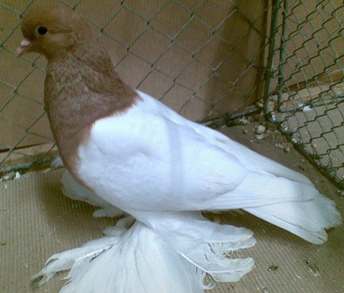 0474 Piept colorat de Saxonia D 11