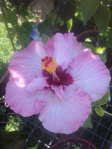 23.12.11 - Hibiscus 2011-2012