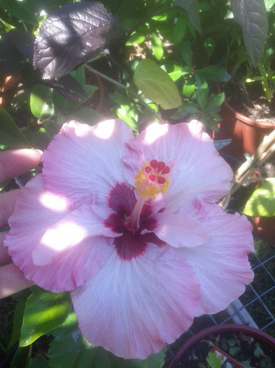  - Hibiscus 2011-2012