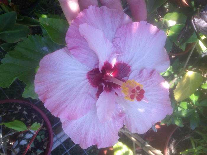  - Hibiscus 2011-2012