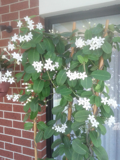 23.12.11 - Stephanotis floribunda