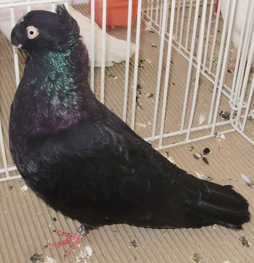 0863 Jucator bimotat de Ardeal RO 07