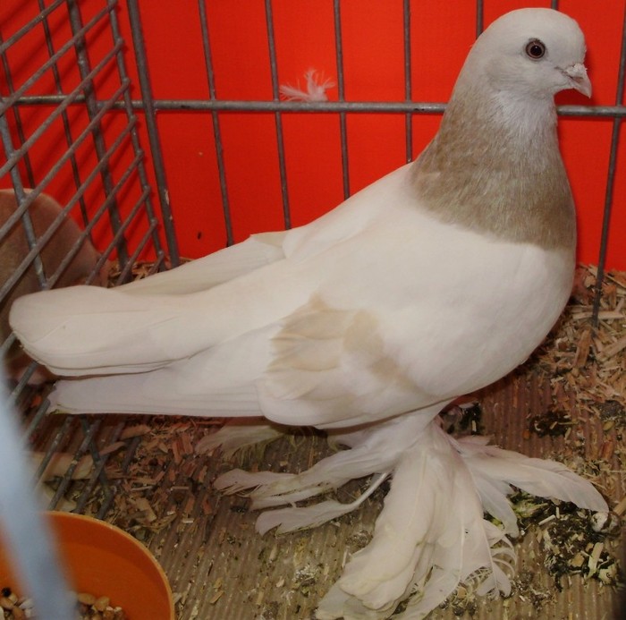 0893 Agaran RUS 10