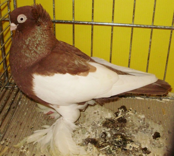 0902 Jucator cotofana Markish D 09