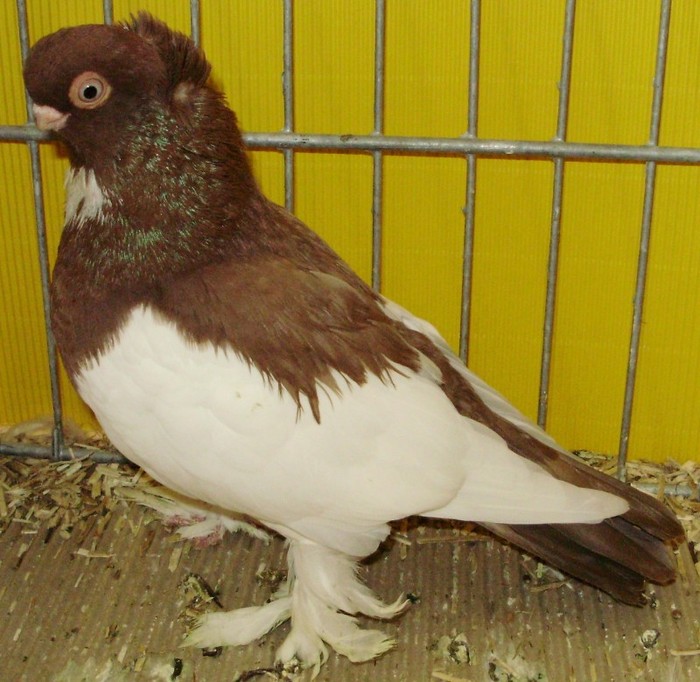 0907 Jucator vechi motat D 08