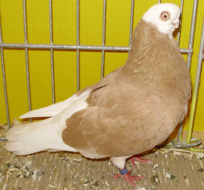 0908 Jucator cap alb Elbing D 07