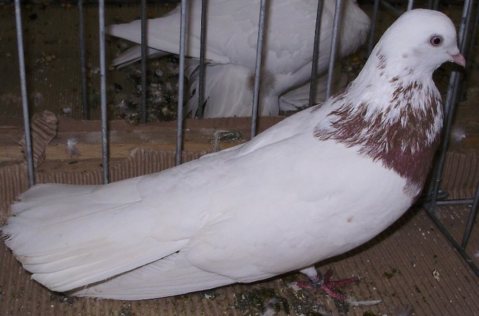 0923 Escampadissa E 08