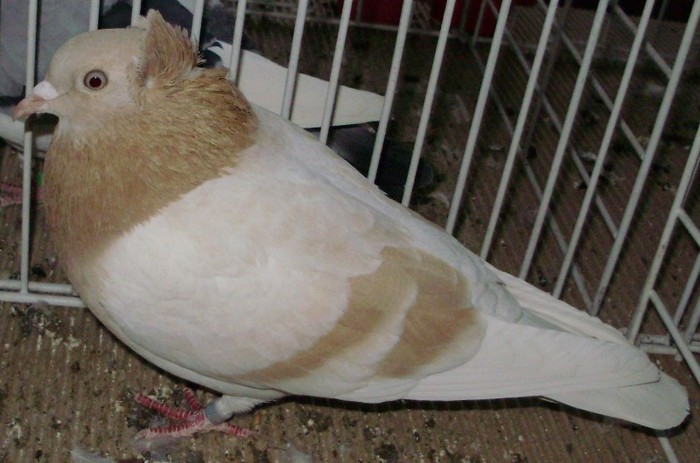 0933 Zburator de Arad RO 07