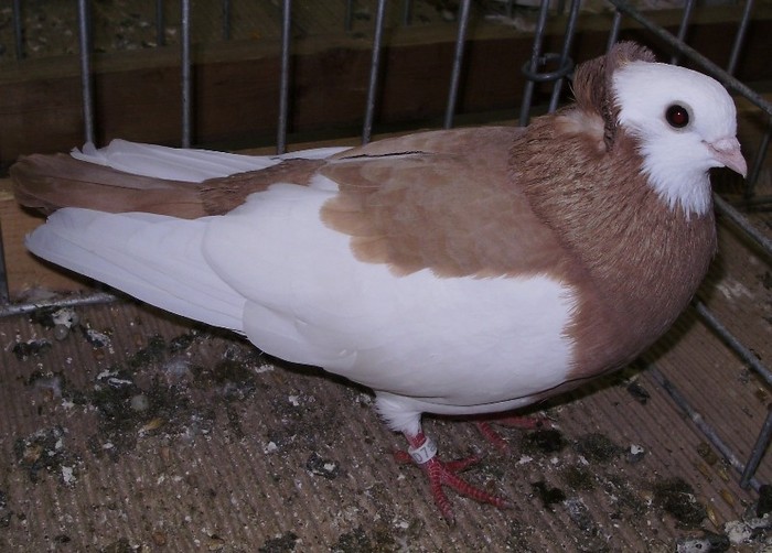 0938 Roller de Sisak HR 07