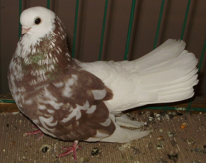 0943 Jucator Kecskemet H 07